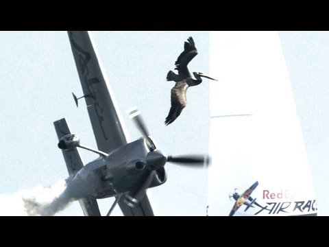 Plane hits bird